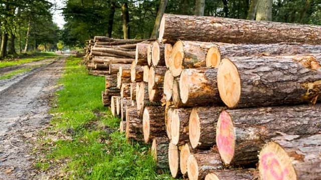 خودکفایی در تامین چوب مورد نیاز کشور از خروج ۱.۵ میلیارد دلار ارز جلوگیری می‌کند