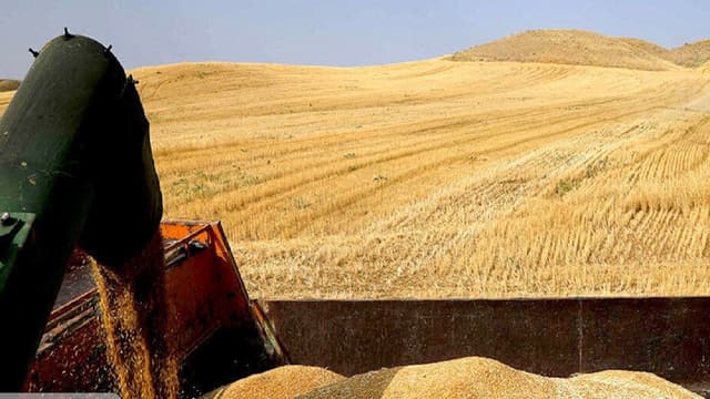 تولید گندم از ۱۴ میلیون تن فراتر می‌رود