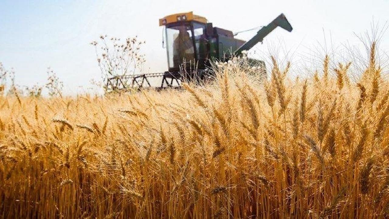 تعلل در پرداخت مطالبات گندمکاران تهدید جدی برای امنیت غذایی