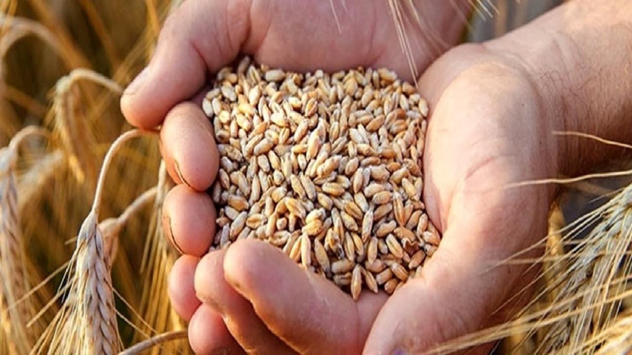 آزادسازی نرخ گندم و نان اجرا می‌شود؟