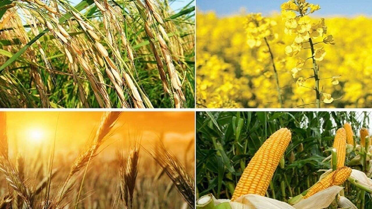 خودکفایی محصولات اساسی دست یافتنی است؟