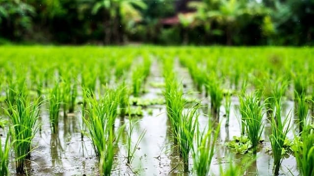 خودکفایی تولید برنج در راه است