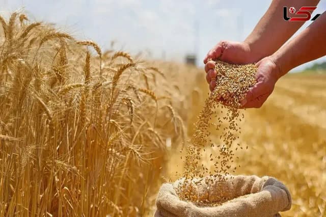 ۴۰ درصد مطالبات گندمکاران پرداخت نشده است/ سه شنبه هفته آینده قیمت خرید تضمینی گندم تعیین تکلیف می شود