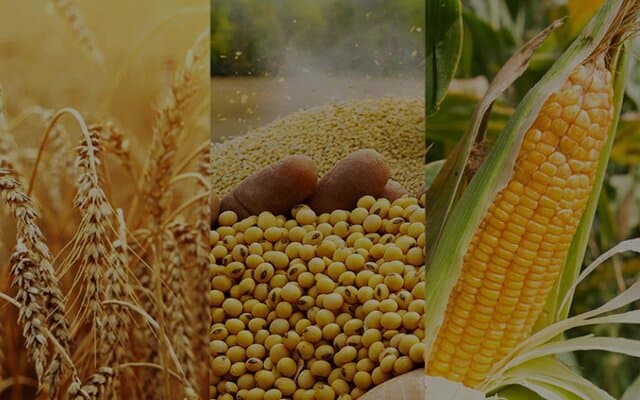امروز سرنوشت قیمت تضمینی گندم مشخص می‌شود؟