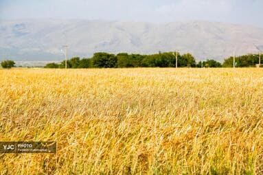 تصویر 8