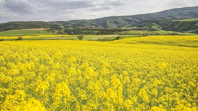 خوداتکایی ۴۰ درصدی در تولید روغن محقق می‌شود؟