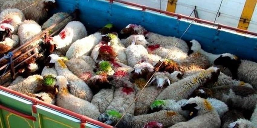سرنخ‌های جدید از دلایل گرانی گوشت قرمز