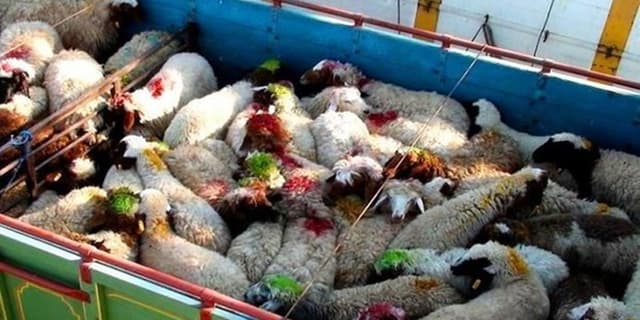 سرنخ‌های جدید از دلایل گرانی گوشت قرمز