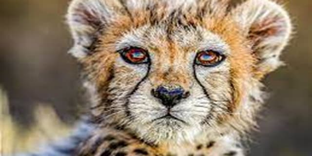 عمر "پیروز" به یک سال قد نداد 