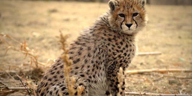 تصویر منتشر شده از پوست‌کنی یوز مربوط به کالبدشکافی پیروز نیست