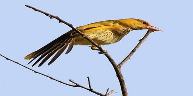 دیدن"پری شاهرخ چینی" برای نخستین‌بار در ایران!