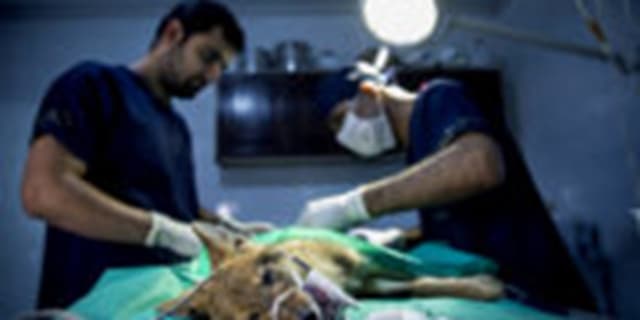 تسهیل صدور مجوزهای تاسیس و فعالیت مراکز درمانی و داروخانه های دامپزشکی