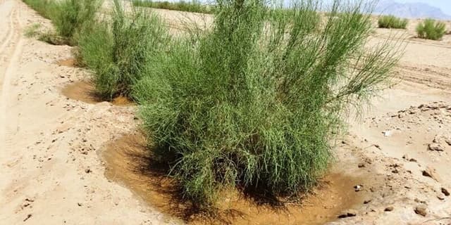 اجرای ۸.۷ میلیون هکتار پروژه بیابانزدایی در کشور