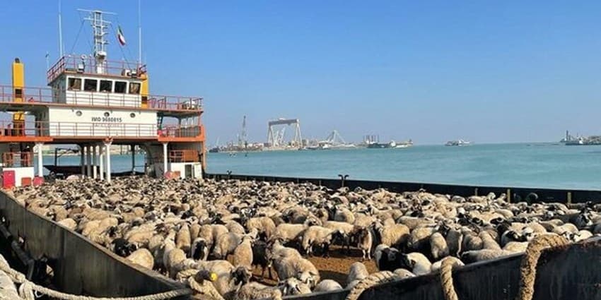 ترانزیت ۲۷۰۰ راس دام از دیّر به امارات