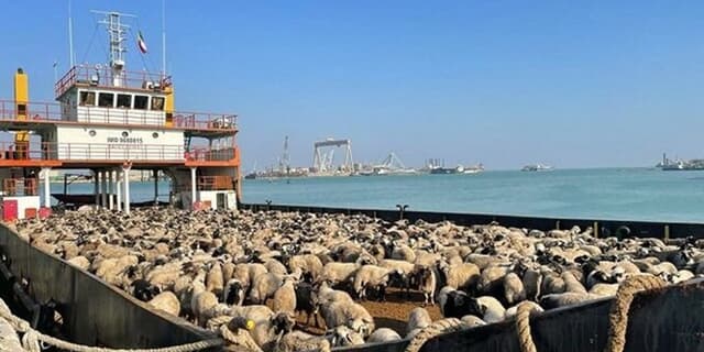 ترانزیت ۲۷۰۰ راس دام از دیّر به امارات