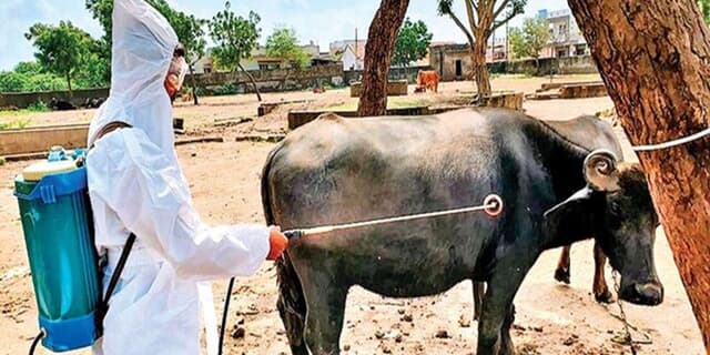 سازمان دامپزشکی نسبت به شیوع بیماری‌تب کریمه کنگو هشدار داد