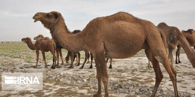 فائو بر اهمیت نقش شترها در مبارزه با تغییر اقلیم تاکید کرد