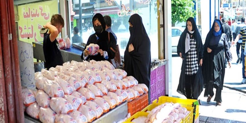روزانه 1300 تن گوشت مرغ در پایتخت توزیع و مصرف می‌شود