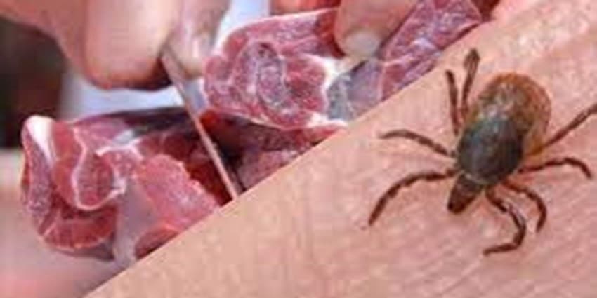 ۱۹ نفر؛ شمار مبتلایان به تب کریمه کنگو