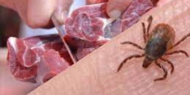 ۱۹ نفر؛ شمار مبتلایان به تب کریمه کنگو