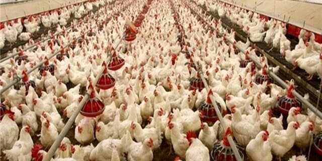 کاهش قیمت مرغ مستلزم ارزانی همه مولفه‌های تولید است