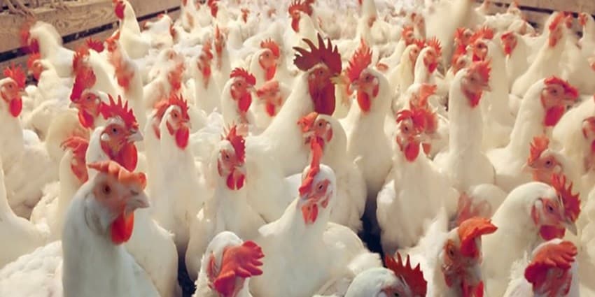 پیش‌بینی کاهش قیمت مرغ با‌ تأمین‌ جوجه یک روزه و بهبود وضعیت نهاده‌