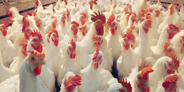 پیش‌بینی کاهش قیمت مرغ با‌ تأمین‌ جوجه یک روزه و بهبود وضعیت نهاده‌