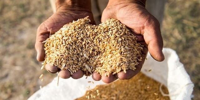 عربستان پیشرو در خرید غلات روسیه