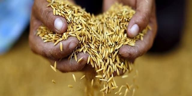 تایلند برنامه‌ای برای توقف صادرات برنج ندارد