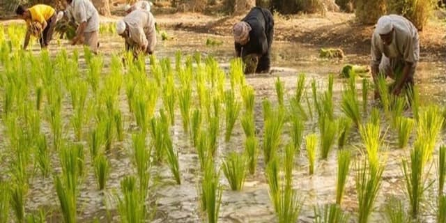 عراق کاشت برنج و ذرت را به دلیل خشکسالی متوقف کرد