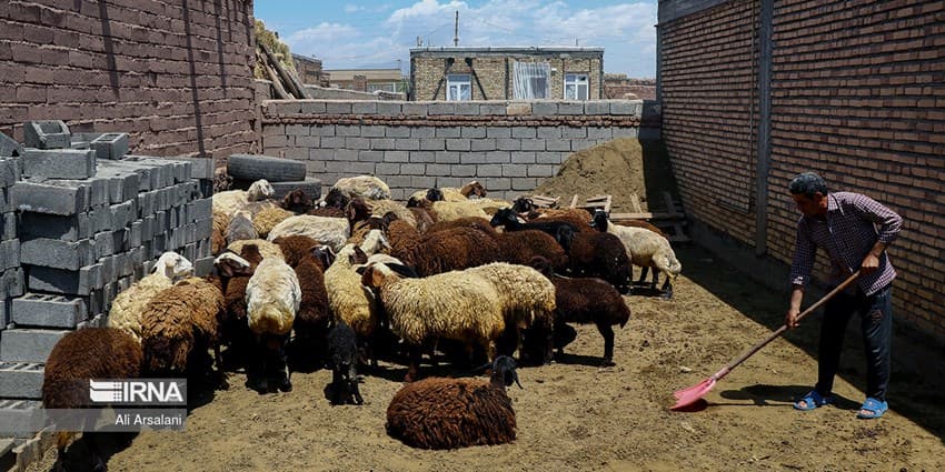 کمبود گوشت قرمز، زخم کهنه ناشی از بی توجهی به توسعه روستایی است
