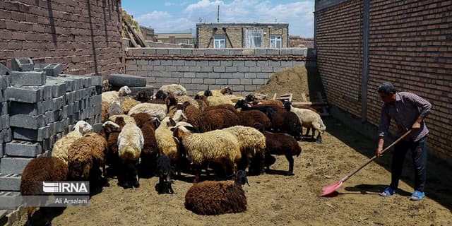 کمبود گوشت قرمز، زخم کهنه ناشی از بی توجهی به توسعه روستایی است