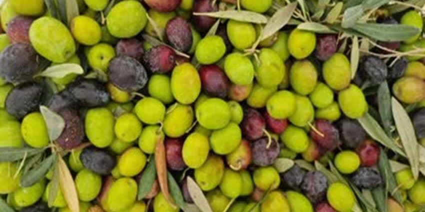خشکسالی روغن زیتون را در اروپا کم یاب کرد