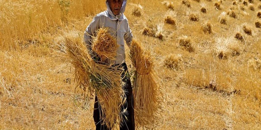 بلومبرگ: مصر واردات گندم از روسیه را افزایش داد