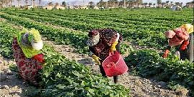 کاهش ۱.۷ درصدی نرخ بیکاری در روستاها