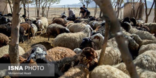 دام سبک در دامداری‌های کشور به ۶۰ میلیون رأس رسید