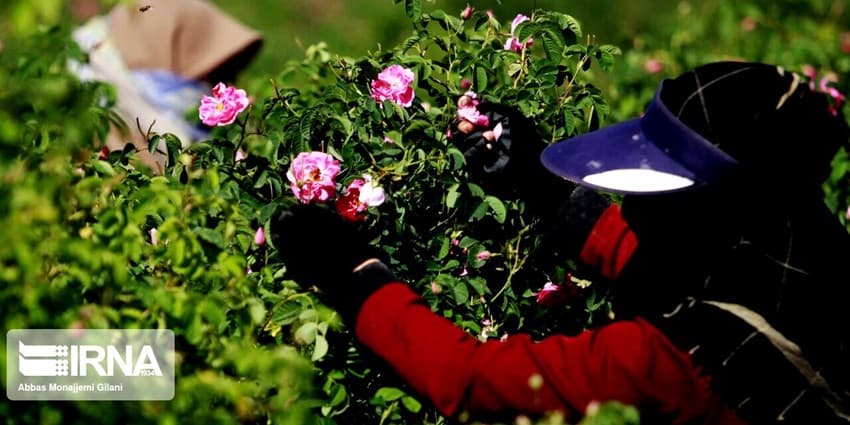 همایش ملی نقش‌آفرینی زنان روستایی و عشایری در توسعه پایدار برگزار می‌شود