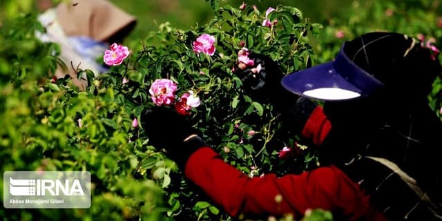 همایش ملی نقش‌آفرینی زنان روستایی و عشایری در توسعه پایدار برگزار می‌شود
