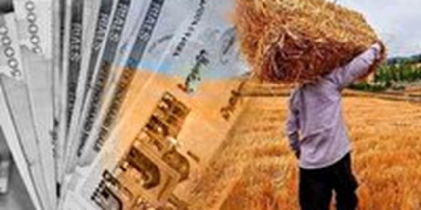 مطالبات گندمکاران خوزستان پرداخت شد