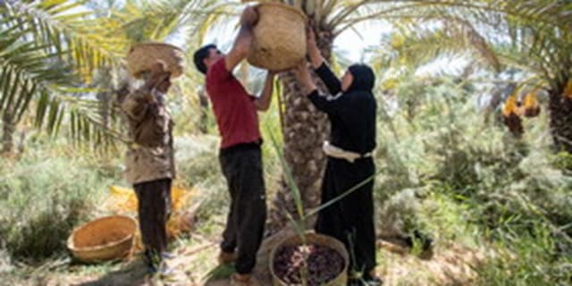 بیش‌از ۱۱۳ هزار تن خرما در خرمشهر برداشت شد