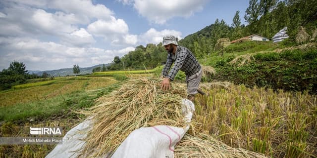بهره‌برداری از ۳ میلیون هکتار اراضی با کمک بسیج کشاورزی