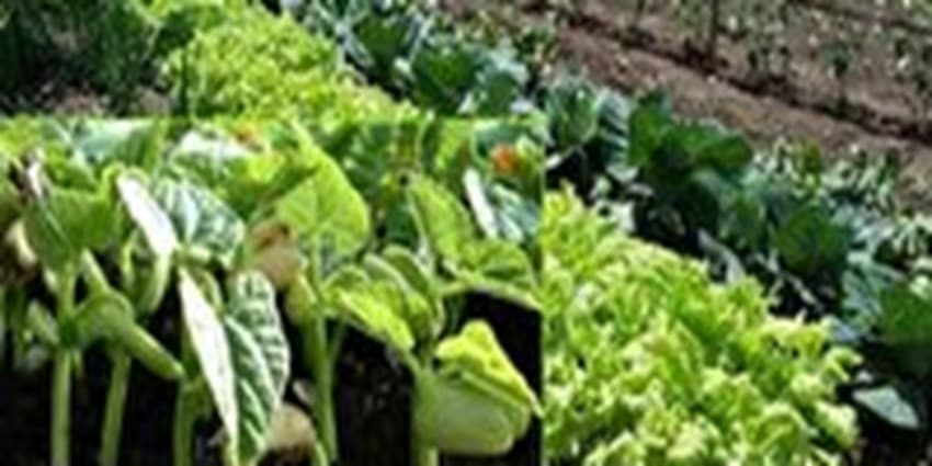 افزایش 30 درصدی تقاضای مصرف محصولات ارگانیک