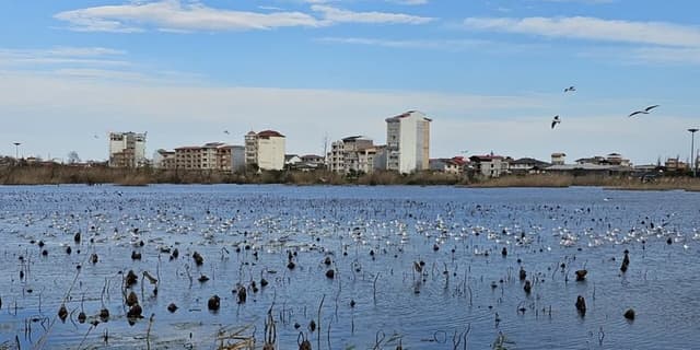 تالاب بوجاق میزبان بیش از ۱۵ هزار پرنده مهاجر