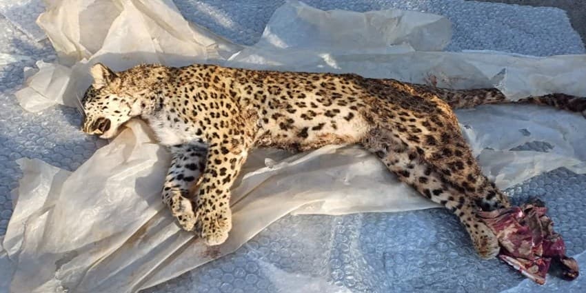 نزاع طبیعی بین گونه‌ای علت مرگ پلنگ در کجور نوشهر