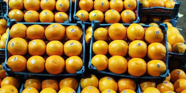 خطوط ریلی شمال در خدمت طلای نارنجی