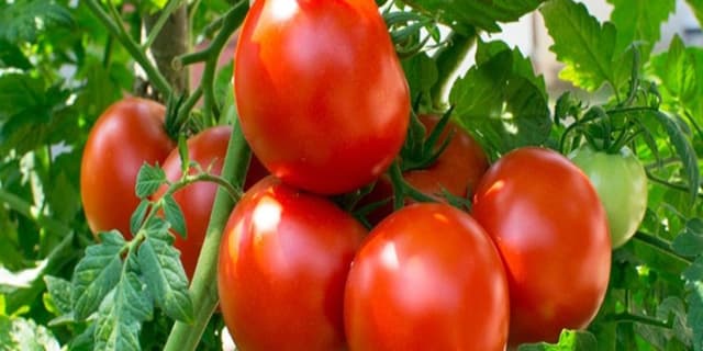مصرف روزانه گوجه فرنگی به کاهش پُرفشاری خون کمک می کند