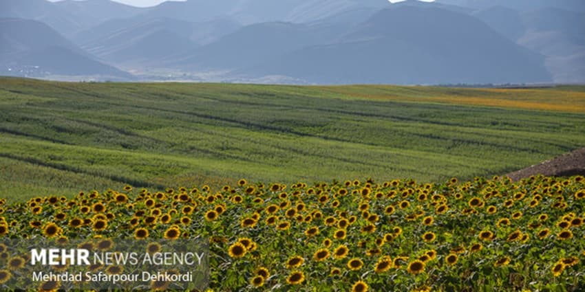 انتخاب ۱۵۰ مزرعه نوآور در راستای دانش‌بنیان کردن بخش کشاورزی