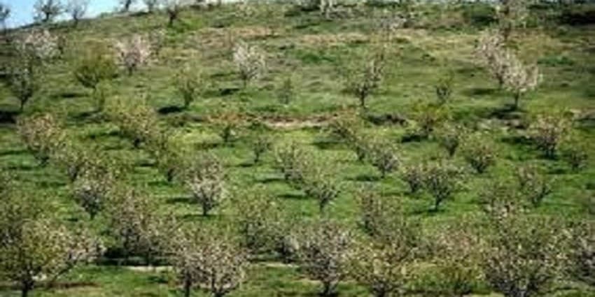 مبارزه زمستانه درختان سیاه ریشه از دهه سوم بهمن ماه