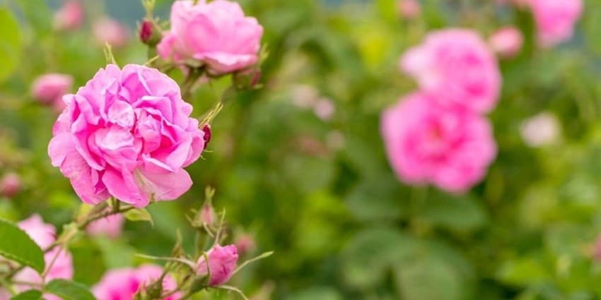 بهاریه «جشن گل سرخ» در دیار گنبدهای فیروزه‌ای