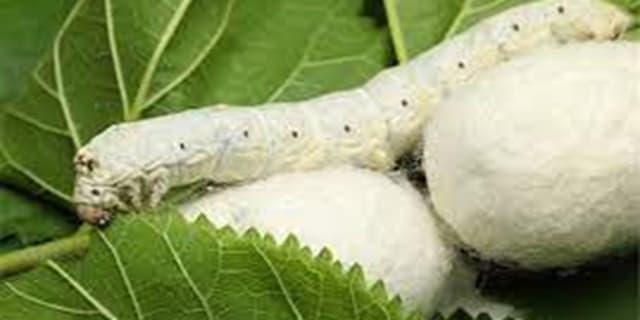 توزیع ۱۵ هزار جعبه تخم نوغان در گیلان/ خرید پیله تر در مراکز اتحادیه تعاون روستایی